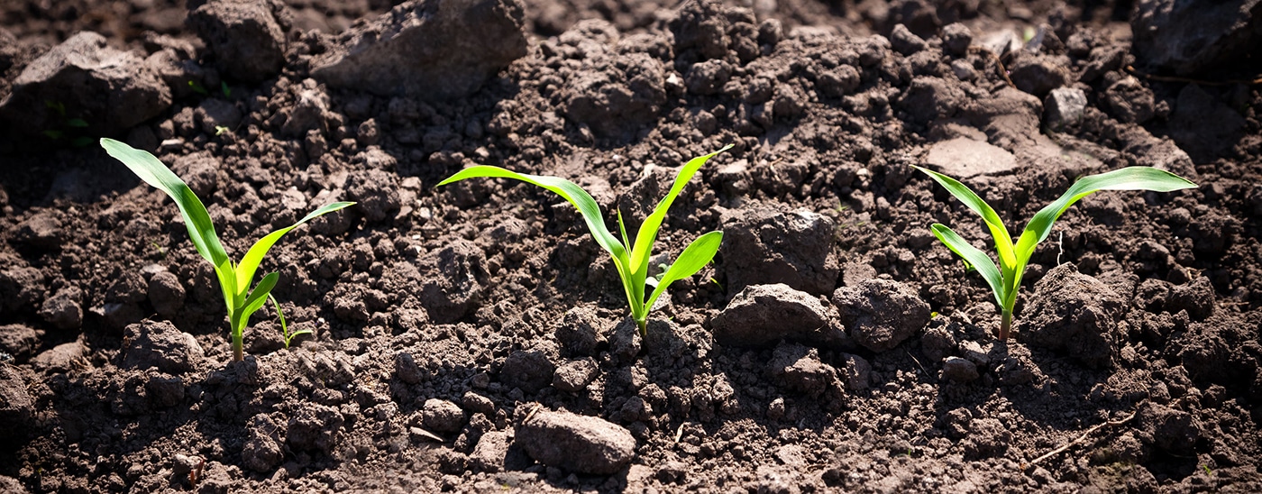 corn sprouts
